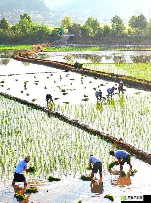 夫妻插秧 100 种方法图片全展示：丰富多样的插秧技巧呈现